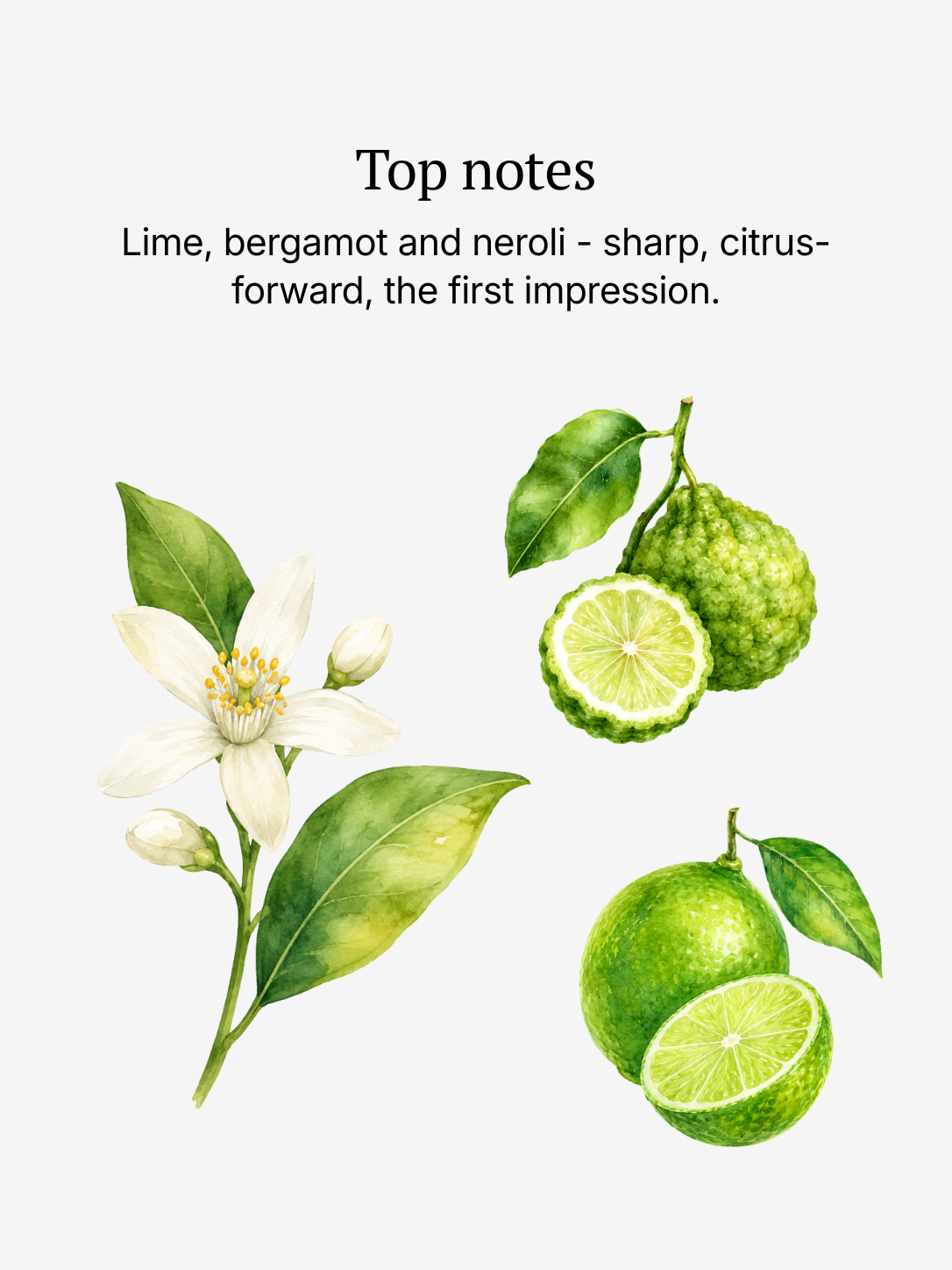 New Horizon top notes illustrated: lime, bergamot and neroli