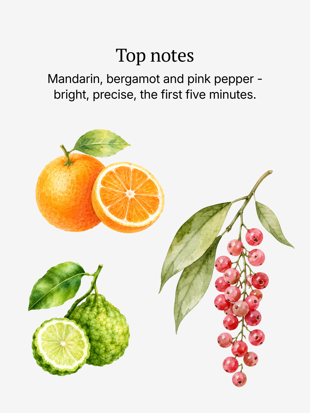 Succession top notes illustrated: citrus and pink pepper