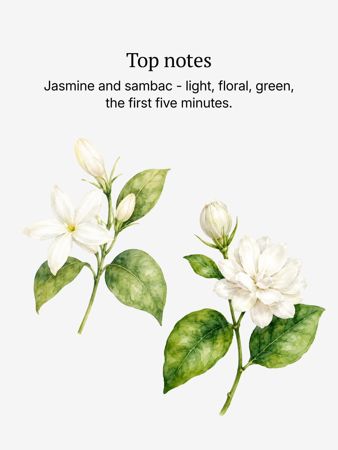 Meadow top notes illustrated: jasmine sambac and warm spice
