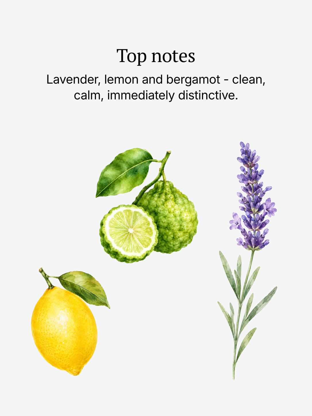 Homme top notes illustrated: lavender, lemon, and bergamot