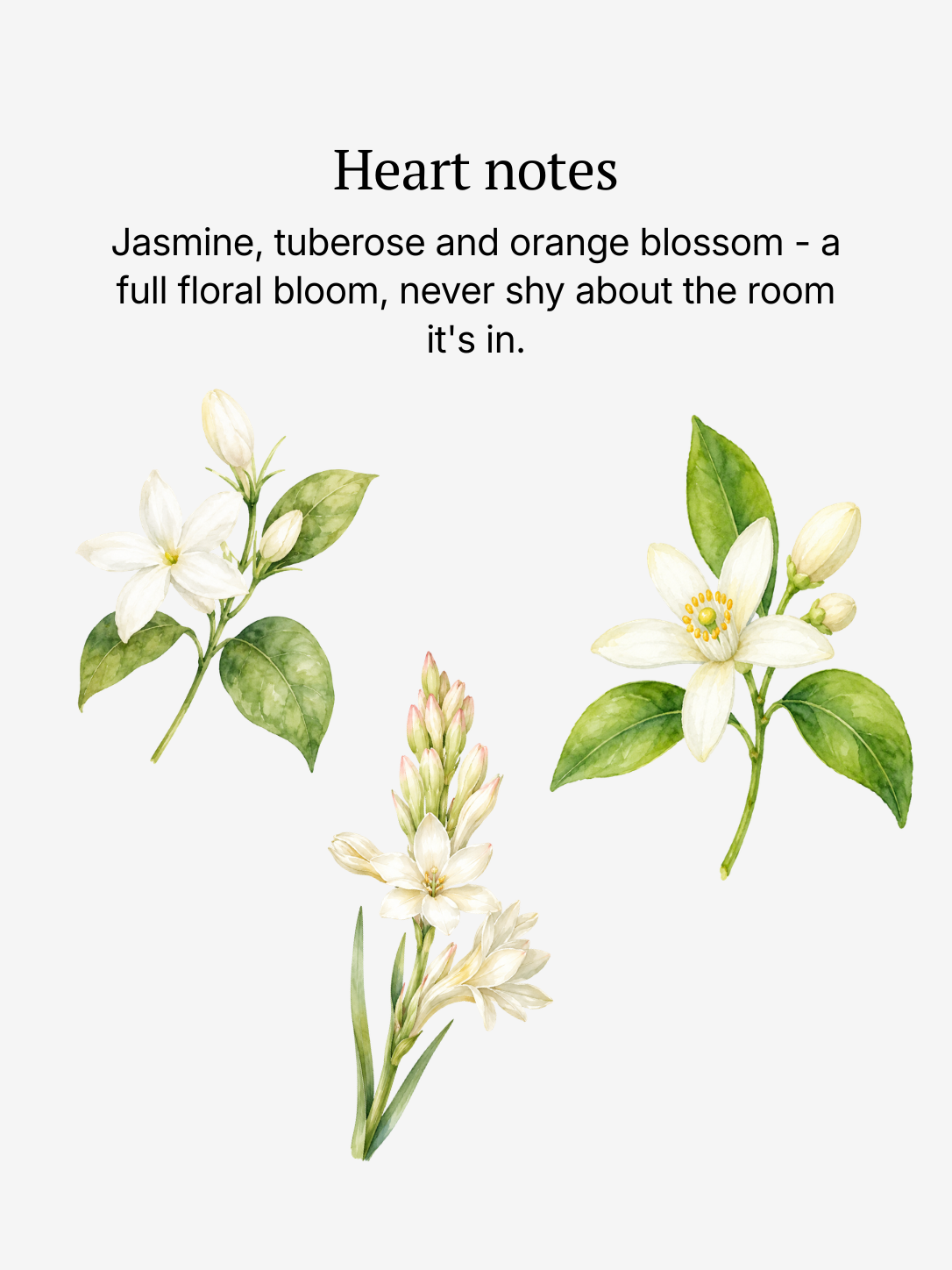 Femme heart notes illustrated: jasmine, tuberose and orange blossom