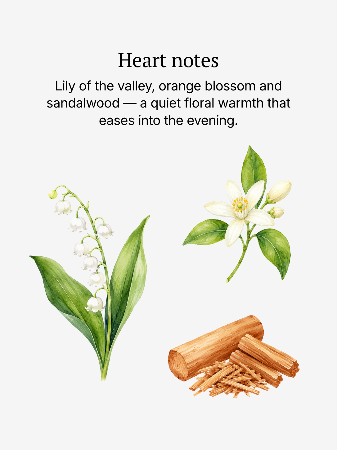 Homme heart notes illustrated: lily of the valley, orange blossom and sandalwood