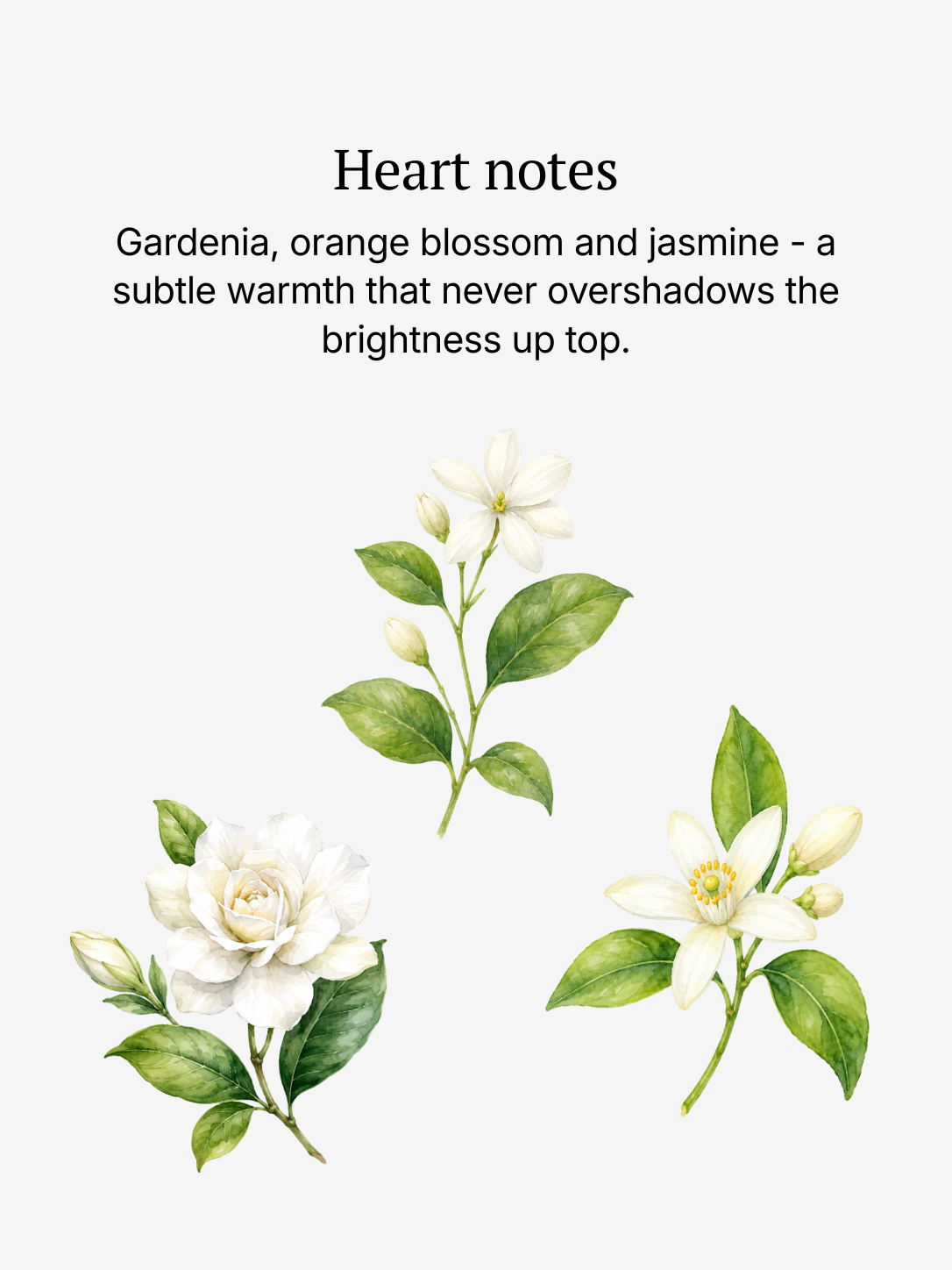 High Noon heart notes illustrated: jasmine and orange blossom
