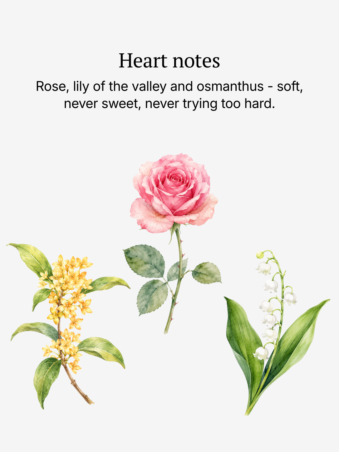Meadow heart notes illustrated: rose and lily of the valley
