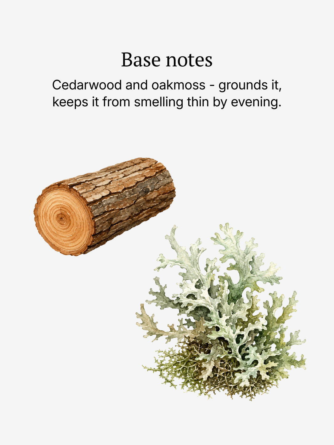 New Horizon base notes illustrated: cedarwood and oakmoss